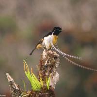 King of Saxony Bird-of-Paradise