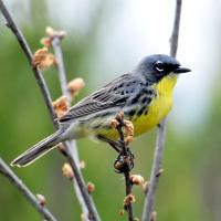 Kirtland's Warbler