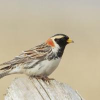 Lapland Longspur