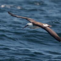 Laysan Albatross