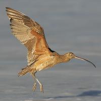 Long-billed Curlew coming in for a landing with wings outstretched