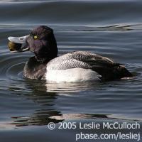 Lesser Scaup