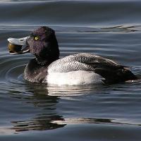 Lesser Scaup