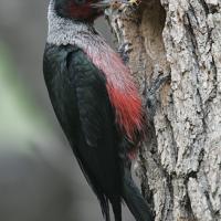 Lewis's Woodpecker