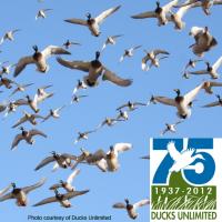 Mallard Ducks