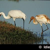 Whooping Cranes