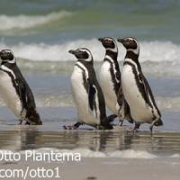 Magellanic Penguins