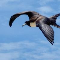 Magnificent Frigatebird in flight, its wings outstretched against a partly cloudy sky