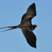 Magnificent Frigatebird in flight