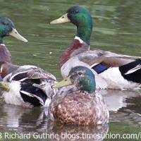 Mallards' Eclipse Plumage