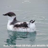 Marbled Murrelet