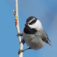 Mountain Chickadee