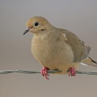 Mourning Dove