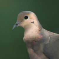 Mourning Dove