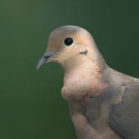 Mourning Dove