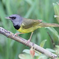 Mourning Warbler