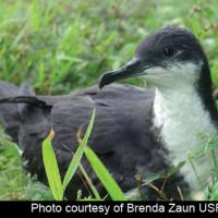 Newell's Shearwater