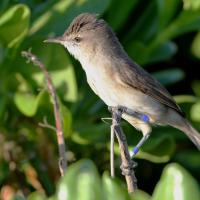 Nihoan Millerbird