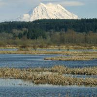 Mt. Rainier from Nisqually