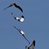 Northern Harrier sky dancing