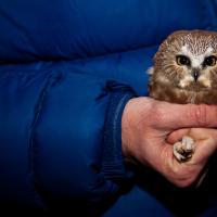 Saw-whet Owl