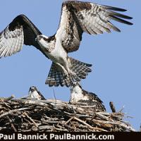 Osprey in Flight