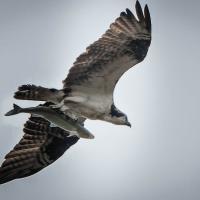 Osprey with fish carried head forward