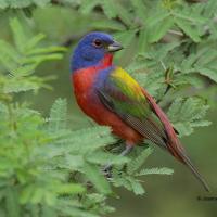 Painted Bunting