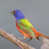Painted Bunting