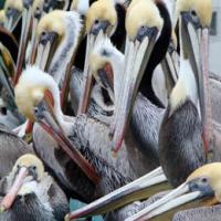 Brown Pelicans