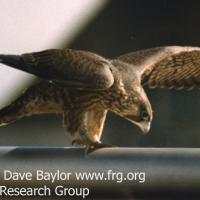 Peregrine Falcon