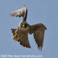 Peregrine Falcon in Flight