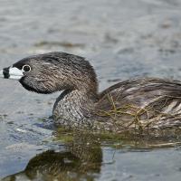 Pied-billed Grebe