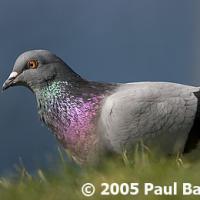 Rock Pigeon
