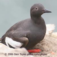 Pigeon Guillemot
