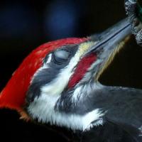 Pileated Woodpecker showing nictitating membrane