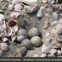 Piping Plover Eggs