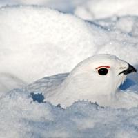 Ptarmigan in snow