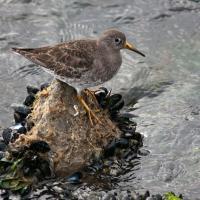 Purple Sandpiper