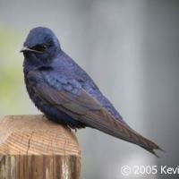 A Purple Martin