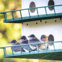 Purple Martins
