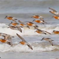 Flocking Red Knots