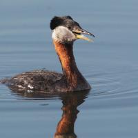  Red-necked Grebe