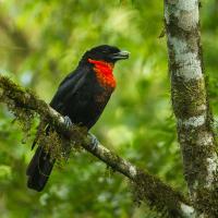 Red-ruffed Fruitcrow