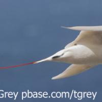 Red-tailed Tropicbird