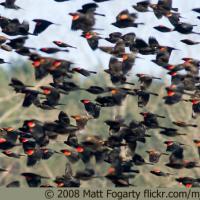 Red-winged Blackbirds