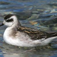 Red-necked Phalarope