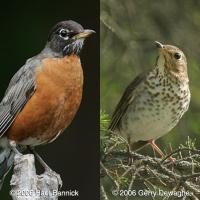 American Robin (L) and Swainson's Thrush (R)