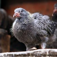 Juvenile Rock Pigeon