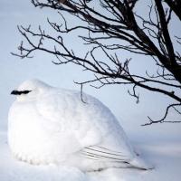 Rock Ptarmigan in winter white plumage, sitting in snow